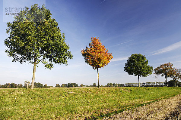 Herbstlich verfärbter Baum in Ochsenwerder  Vier- und Marschlande  Hamburg  Deutschland  Europa
