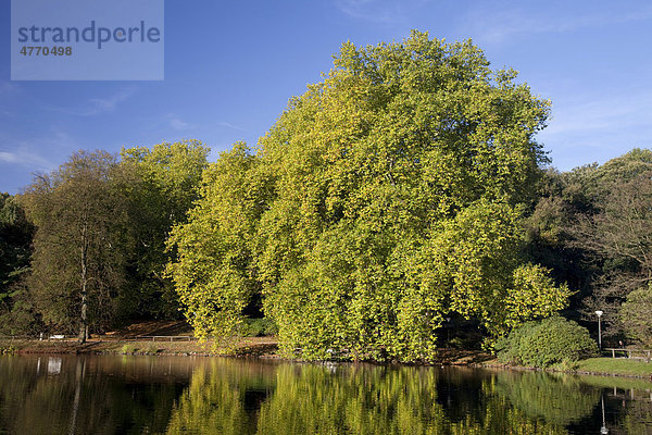 Botanischer Garten Rombergpark  Dortmund  Ruhrgebiet  Nordrhein-Westfalen  Deutschland  Europa