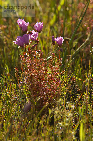 Knollensonnentau oder Zwiebelsonnentau (Drosera menziesii)  in Blüte  Wambyn  Western Australia  Australien