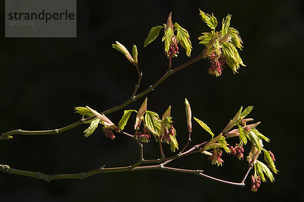 Japanischer Ahorn (Acer japonicum)  austreibende Blätter  North Yorkshire  England  Großbritannien  Europa