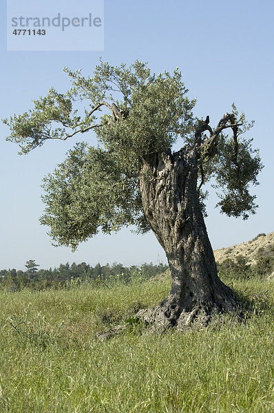 Olivenbaum (Olea europaea)  alte Baum im Hain  Tirman  Nordzypern  östliches Mittelmeer  Europa