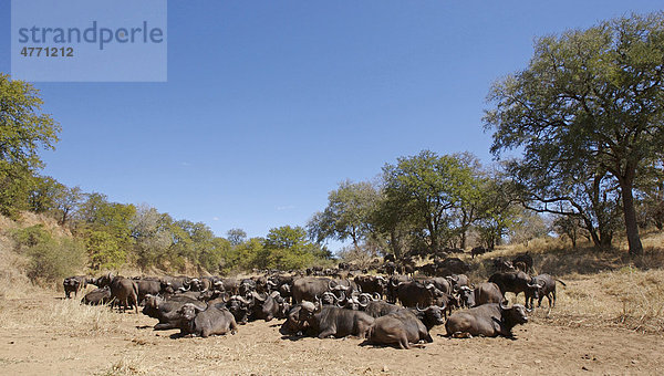 Afrikanischer Büffel oder Kaffernbüffel (Syncerus caffer)  Herde ruht in trockenem Flussbett  Krüger Nationalpark  Mpumalanga  Südafrika  Afrika