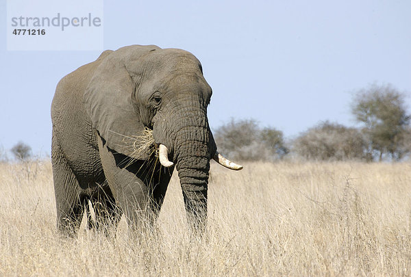 Afrikanischer Elefant (Loxodonta africana)  Alttier frisst im trockenen Gras  Krüger Nationalpark  Südafrika  Afrika