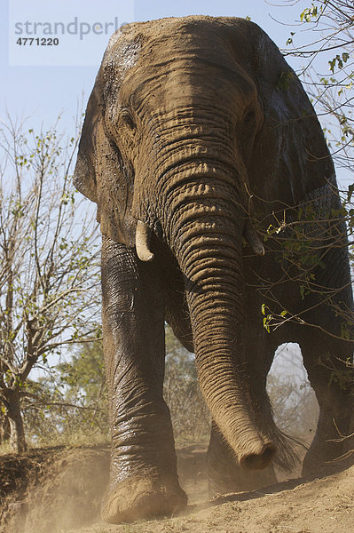 Afrikanischer Elefant (Loxodonta africana)  Alttier beim Sandbad  Krüger Nationalpark  Südafrika  Afrika