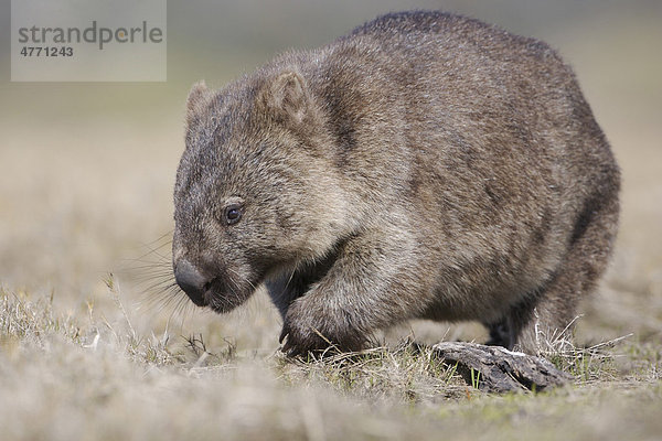 Nacktnasenwombat (Vombatus ursinus)  Alttier  Tasmanien  Australien