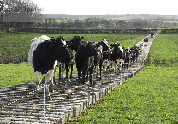 Hausrind (Bos primigenius taurus)  Holstein-Rind  auf mobilem Pfad aus Betonschwellen  England  Großbritannien  Europa