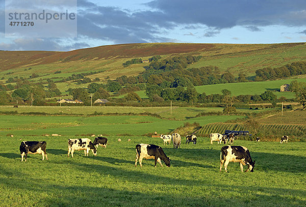 Hausrinder (Bos primigenius taurus)  Holstein-Friesian Kühe beim Grasen auf Weide mit Schafen  am Abend  in der Nähe von Longridge  Lancashire  England  Großbritannien  Europa