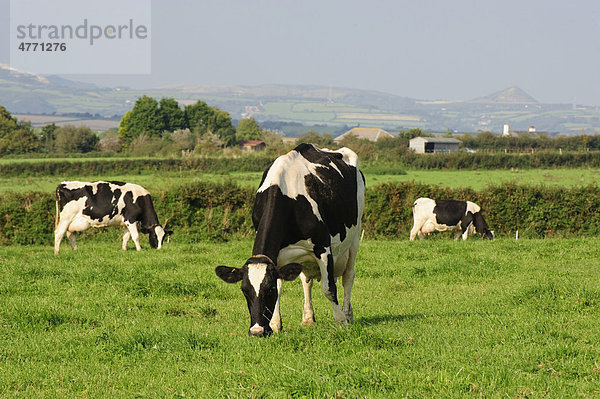 Hausrinder (Bos primigenius taurus)  Holstein-Friesian Kühe beim Grasen auf Weide  St. Ewe  St. Austell  Cornwall  England  Großbritannien  Europa