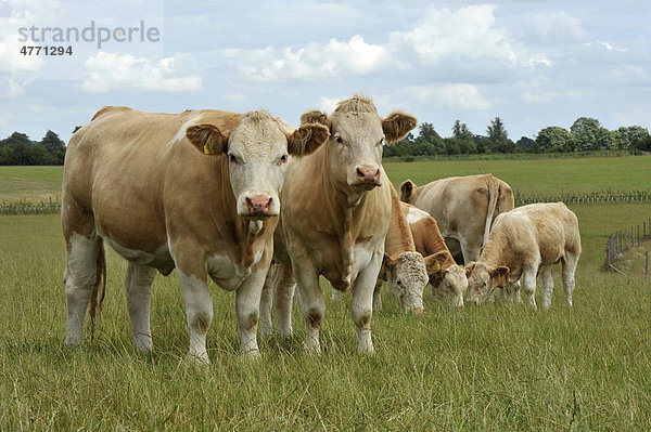 Hausrinder (Bos primigenius taurus)  Simmentaler-Rinder  Herde auf Weide stehend  England  Großbritannien  Europa