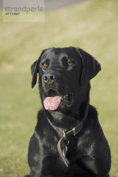 Haushund (Canis lupus familiaris)  schwarzer Labrador Retriever  männliches Alttier hechelt  Porträt  England  Großbritannien  Europa