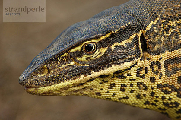 Arguswaran (Varanus panoptes panoptes)  Alttier  Portrait  Kakadu Nationalpark  Northern Territory  Australien