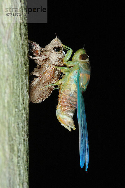 Zikade (Cicadoidea sp.)  Alttier trocknet Flügel  frisch geschlüpft aus der Nymphenhülle  Kinabatangan River  Sabah  Borneo  Malaysia  Südostasien