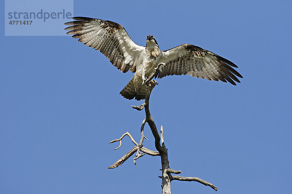 Fischadler (Pandion haliaetus)  Altvogel bei der Landung auf einem abgestorbenen Baum mit ausgebreiteten Flügeln  Finnland  Europa