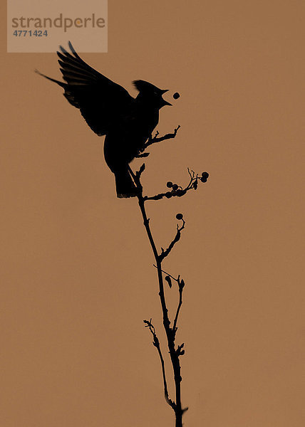 Seidenschwanz (Bombycilla garrulus)  Altvogel beim Fressen von Beeren  Silhouette in der Morgendämmerung  Sheffield  Yorkshire  England  Großbritannien  Europa