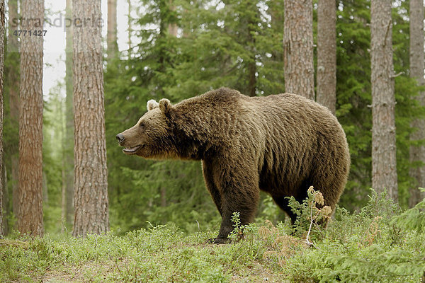 Europäischer Braunbär (Ursus arctos)  Alttier im Nadelwald  Finnland  Europa