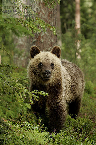 Europäischer Braunbär (Ursus arctos)  Jungtier im Nadelwald  Finnland  Europa