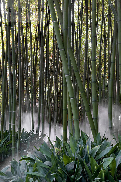 Bambus mit Sprühnebel  in tropischem Themengarten  Gardone Riviera  Gardasee  Lombardei  Italien  Europa