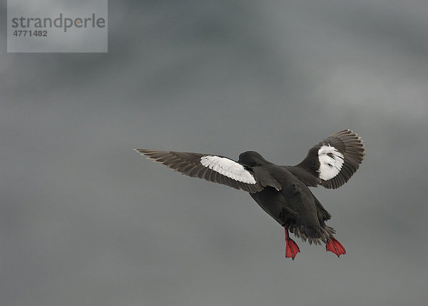 Gryllteiste (Cepphus grylle)  im Flug  Abflug von Küstenklippen  Shetland Inseln  Schottland  Großbritannien  Europa