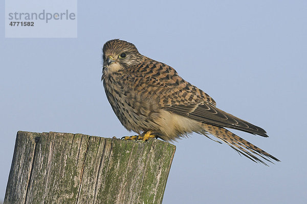 Turmfalke (Falco tinnunculus)  Weibchen  auf Zaunpfosten  Elmley Marshes  North Kent Marshes  Kent  England  Großbritannien  Europa