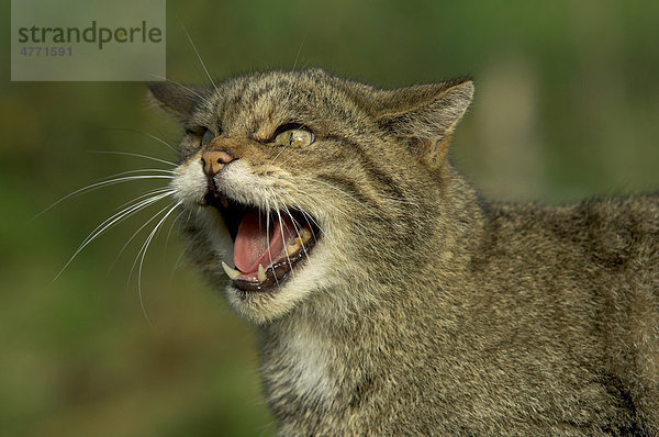 Europäische Wildkatze (Felis silvestris)  ausgewachsen  fauchend  Porträt  Großbritannien  Europa