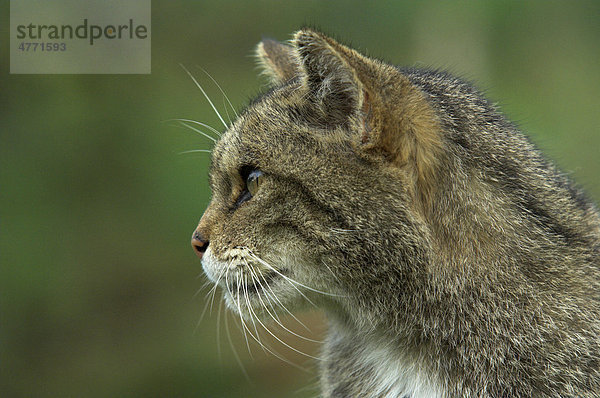 Europäische Wildkatze (Felis silvestris)  ausgewachsen  Porträt  Großbritannien  Europa