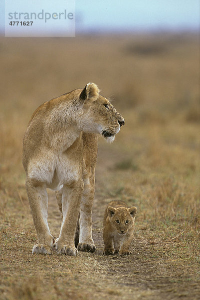 Löwe (Panthera leo)  Löwin mit Jungem geht auf ausgedörrtem Boden  Masai Mara  Kenia  Afrika