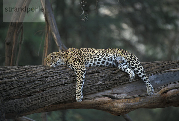 Leopard (Panthera pardus) ruht auf einem Baumstamm  Samburu  Kenia  Afrika