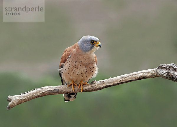 Rötelfalke (Falco naumanni)  ausgewachsenes Männchen sitzt auf einem Ast  Extremadura  Spanien  Europa