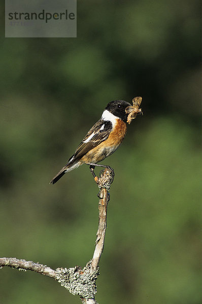 Europäisches Schwarzkehlchen (Saxicola torquata)  männlicher Vogel  mit Beute im Schnabel