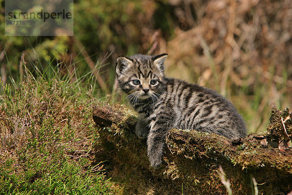 Europäische Wildkatze (Felis silvestris)  junges Kätzchen auf einem Baumstamm  Schottland  Großbritannien  Europa