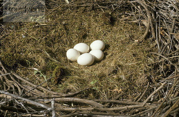 Schwarzstorch (Ciconia nigra)  Nest mit Eiern  Spanien  Europa