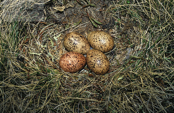 Alpenschneehuhn (Lagopus mutus)  Nest und Eier