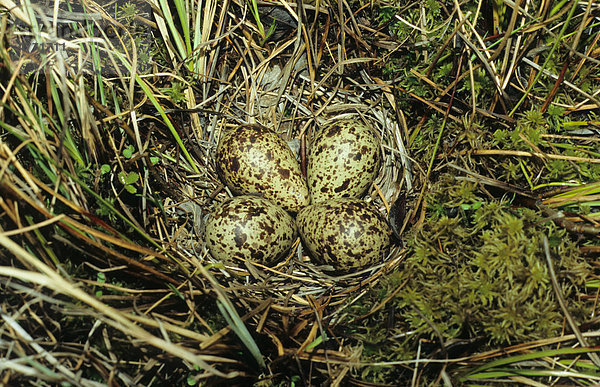 Rotschenkel (Tringa totanus)  Nest und Eier