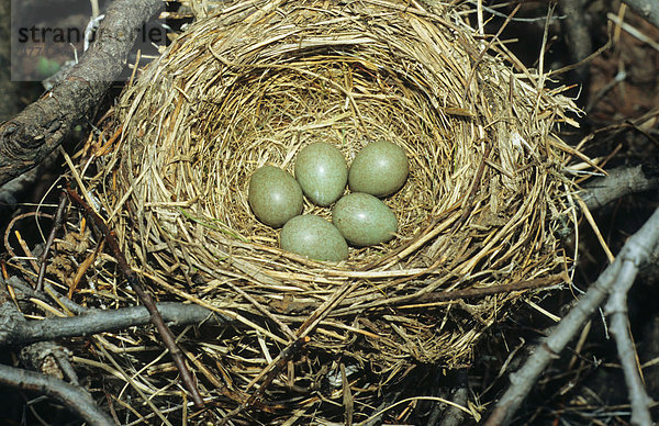 Rotdrossel (Turdus iliacus)  Nest und Eier  Lappland  Europa