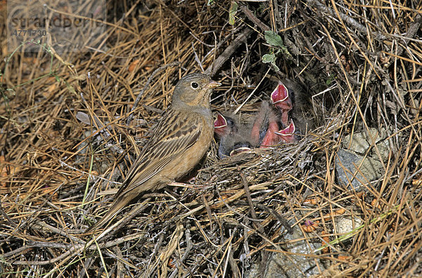 Grauortolan (Emberiza caesia)  weiblicher Altvogel am Nest mit Küken