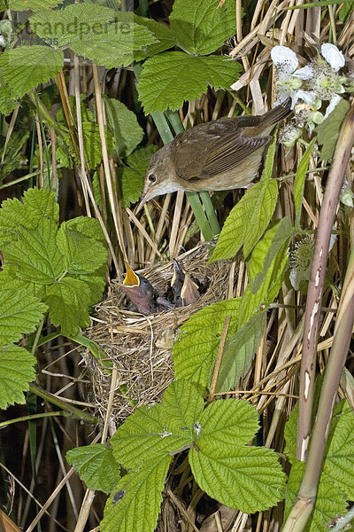 Teichrohrsänger (Acrocephalus scirpaceus)  ausgewachsener Vogel am Nest bei den Jungvögeln  Großbritannien  Europa