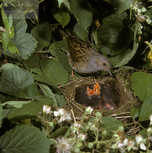 Heckenbraunelle (Prunella modularis)  ausgewachsener Vogel am Nest  Jungvögel verlangen nach Futter