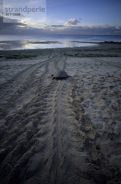 Unechte Karettschildkröte (Caretta caretta) auf dem Weg zum Meer  Heron Island  Northwest Queensland  Australien