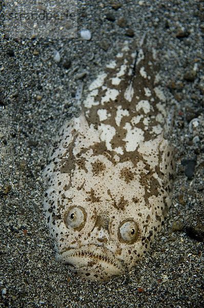 Himmelsgucker (Uranoscopus sp.)  Alttier  Nahaufnahme des Kopfes  in Sand vergraben  Insel Lembeh  Sulawesi  Indonesien  Südostasien