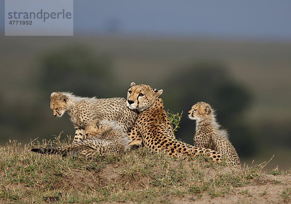 Gepardenfamilie  Gepard (Acinonyx jubatus)  Masai Mara  Kenia  Afrika