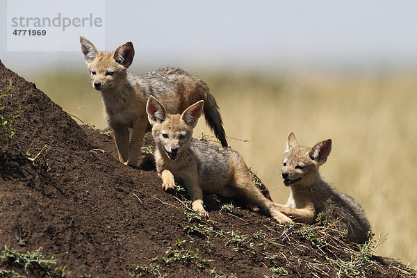 Junge Schakale  Schabrackenschakale (Canis mesomelas)  Masai Mara  Kenia  Afrika