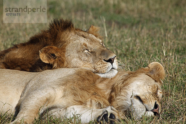 Zwei Löwen (Panthera leo)  männlich  schlafend  Masai Mara  Kenia  Afrika