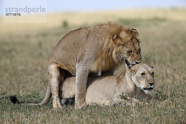 Löwen (Panthera leo)  Paar bei der Paarung  Masai Mara  Kenia  Afrika
