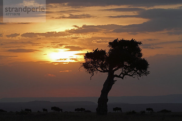Sonnenuntergang  Masai Mara  Kenia  Afrika