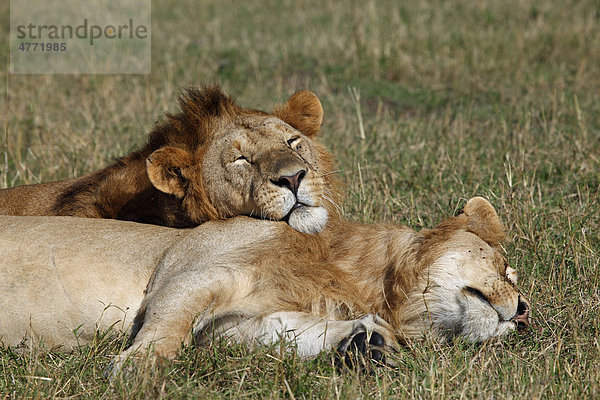 Zwei schlafende Löwen (Panthera leo)  männlich  Masai Mara  Kenia  Afrika