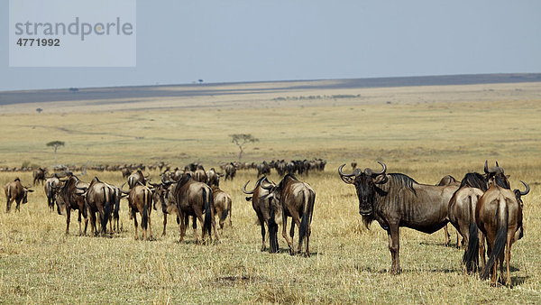 Migration der Streifengnus (Connochaetes taurinus)  Masai Mara  Kenia  Afrika