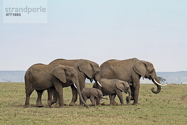 Elefanten (Loxodonta africana) mit Jungtieren  Masai Mara  Kenia  Afrika