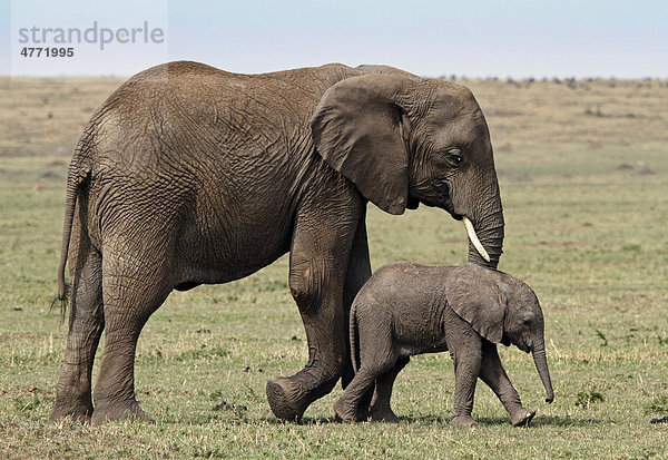 Elefant (Loxodonta africana) mit Jungtier  Masai Mara  Kenia  Afrika