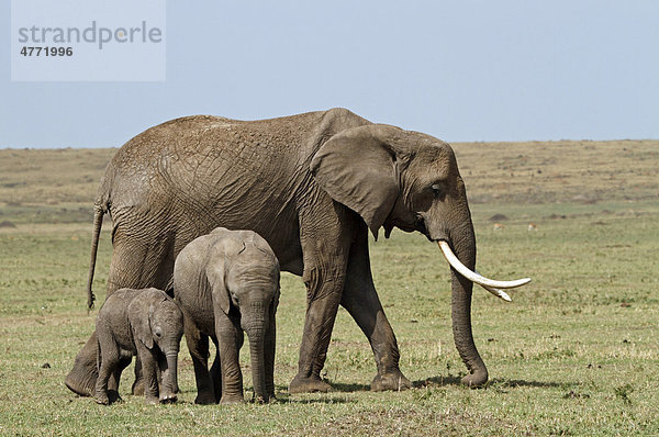 Elefant (Loxodonta africana) mit Jungtieren  Masai Mara  Kenia  Afrika