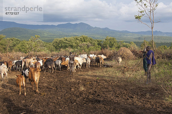 Surma Hirte mit Rinderherde in der Nähe von Tulgit  Omo-Tal  Äthiopien  Afrika